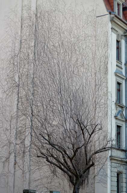DRESDEN 263 422x640