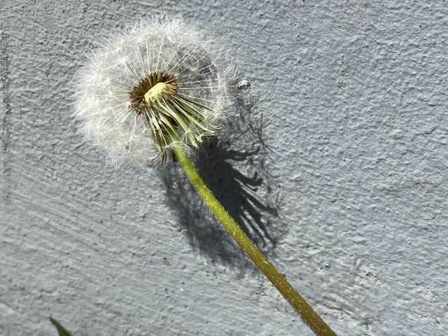 D April 2021 683 640x480